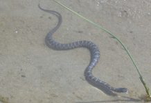 S vodom su stigle zmije otrovnice, već su zabilježeni prvi ugrizi