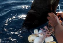 Za sve je kriv parangal: Kod Dugog otoka se zapetljao dupin