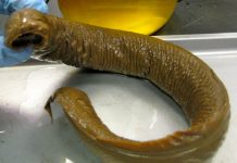 Hercegovac ulovio ugroženu paklaru – živog fosila!