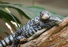 U Zadar stižu krokodili, kameleoni i druge egzotične vrste