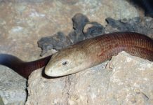 Uspaničeni Zadrani zvali vatrogasce jer im je u kuću ušla zmija!