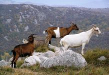 Mladi s Male Rave kupili stado koza i proizvode sir i mlijeko