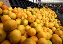 Hipp zainteresiran za neretvanske mandarine?