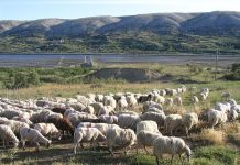 Pobuna na Pagu: Tko je dao dozvolu za branje smilja?!