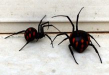 Zadarska bolnica ostala bez seruma protiv otrova crne udovice