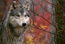 Vuk zaklao ovcu, a sada šeta magistralom između Biograda i Zadra