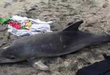 Kod otoka Ošljaka u zadarskom arhipelagu pronađen leš dupina