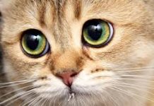 Golobradi divljaci u Makarskoj vlasnici oteli mačku, izvadili joj oči i objesili o stablo!