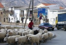 Paški ovčari lažu: Ovce ne pasu smilje!