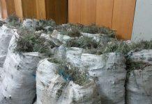 Ministarstvo zabranilo branje smilja na Pagu i ostalim otocima