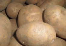 Park prirode Biokovo dijeli besplatno tri tone sjemenskog krumpira