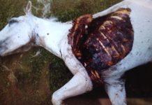 Novi pokolj na Biokovu: Vukovi opet napali konje obitelji Prgomet