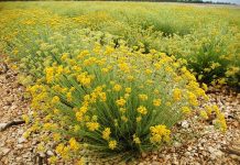 Iščupao 4 tisuće grmova smilja