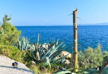 Horda divljaka polomila predivne agave na Sv. Petru