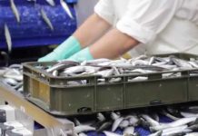 Veterinarska inspekcija zatvorila nehigijensko skladište ribe „Ostrea“ u Benkovcu