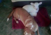 Apel zadarskog azila za životinje: Ima li koga da bi udomio janje?