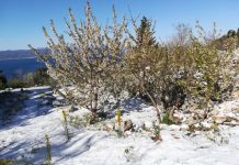 FOTO GALERIJA Nestvarni prizori snježnih Brela u rano proljeće…