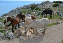 Na raspolaganju 1,3 milijardi kuna putem aktualnih natječaja Programa ruralnog razvoja