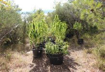 Naoružani “poljoprivrednik” kod Sinja uzgajao marihuanu