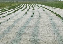 FOTO/VIDEO Katastrofa na području Pojezerja: poplavili vinogradi, krumpir, jagode, lubenice – šteta milijunska!