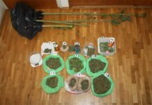 Opuzen: 57-godišnjak sadio sušio i prodavao marihuanu