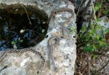 OPREZ Između Zagvozda i Krstatica caruju poskoci!