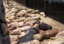 Mascarell: Afrička svinjska kuga prešla na primarnog širitelja