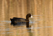 Krivolovac (72) na Neretvi ustrijelio 16 liski