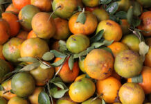 BiH sporne mandarine vraća Hrvatskoj