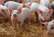 JAVNO DOBRO: Nema budućnost za Hrvatsku dok je HDZ na vlasti, tako ni za svinje bile one domaće ili divlje!