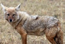 Najezda čagljeva na Kornatima – stanovnici zabrinuti