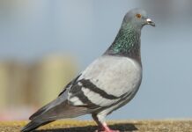 Indija nakon 8 mjeseci pustila iz zatvora goluba kojeg su optužili da špijunira za Kinu