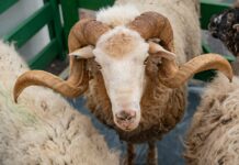 Panel: Vuna – otpad ili korisna sirovina?