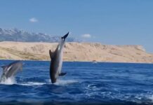 VIDEO Uz plažu Pisak kod Starigrada stiglo sedam dupina