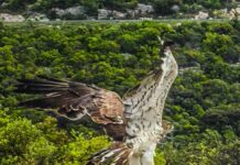 Lijepa priča iz Ploča – policija, vatrogasci i ornitološko društvo spasili ozlijeđenu pticu