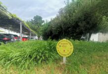 Je li svibanj mjesec bez košnje ili mjesec alergija?