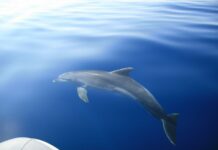 U moru kod Splitskih vrata pronađen mrtvi dupin – policija sumnja da je ubijen