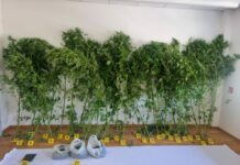 Policija kod Imotskog pronašla dvije plantaže marihuane