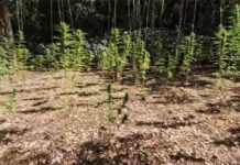 VIDEO: U Zaostrogu pronađena plantaža marihuane