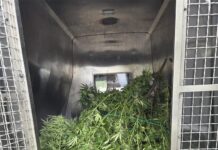 Kod 73-godišnjaka u Metkoviću policija opet pronašla sadnice marihuane