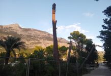 FOTO KOMENTAR Nastavljena brutalna sječa stabala na Peškeri