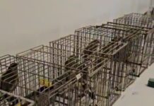 Priveden muškarac iz Brela jer je lovio zaštićene vrste ptica