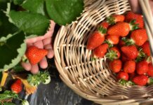 Vrgorac: Dan jagoda uz bogat program i domaće okuse