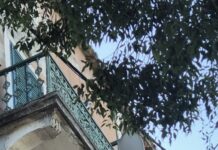 FOTO KRITIKA Gnijezda lastavica s makarske rive bačena u smeće!