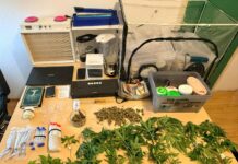 Na Braču oduzeta marihuana, stabljike i psilocibinske gljive