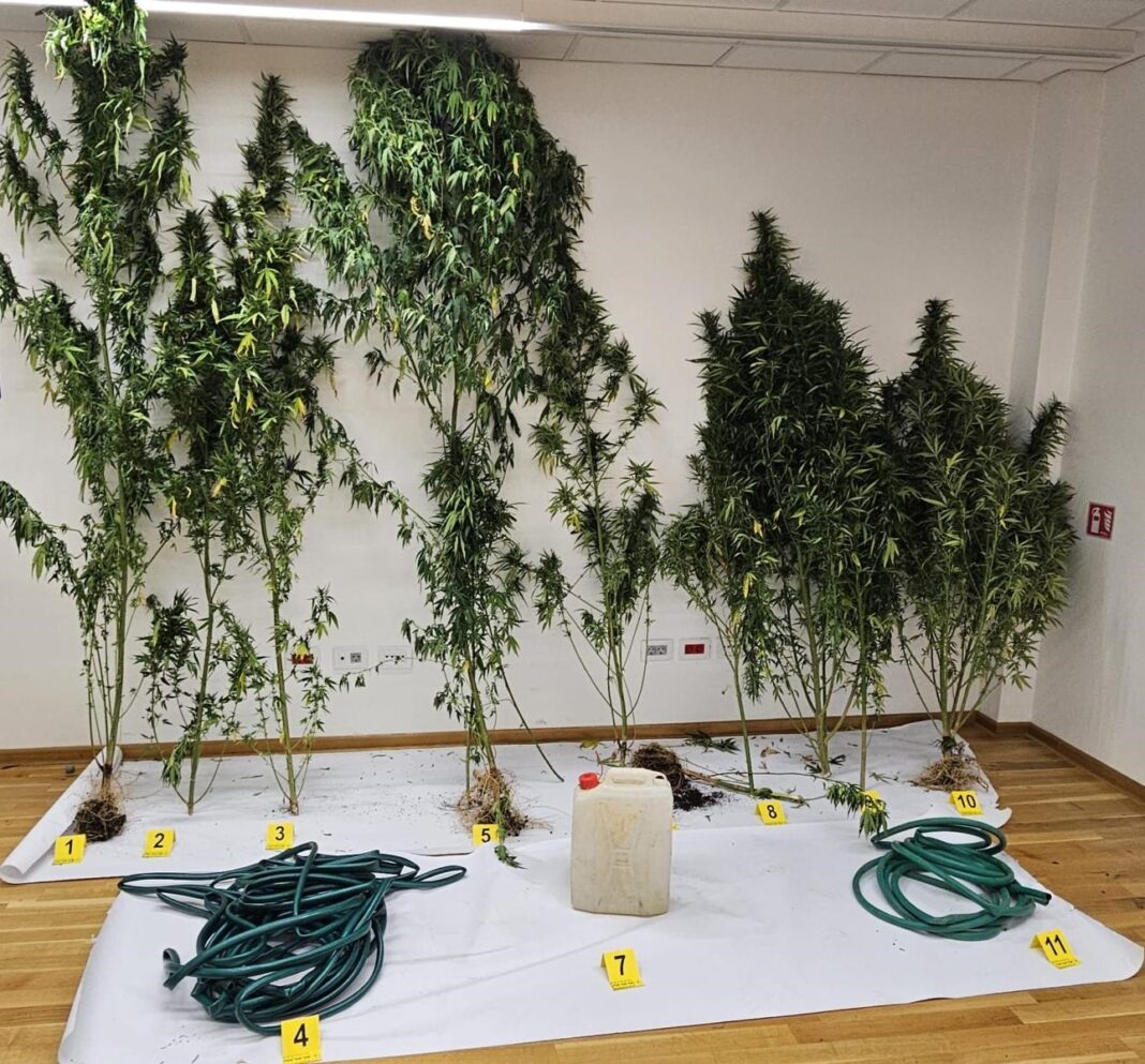 imotski marihuana 1